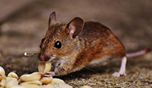 24 Hour & Emergency Exterminators in Moorhead, MN